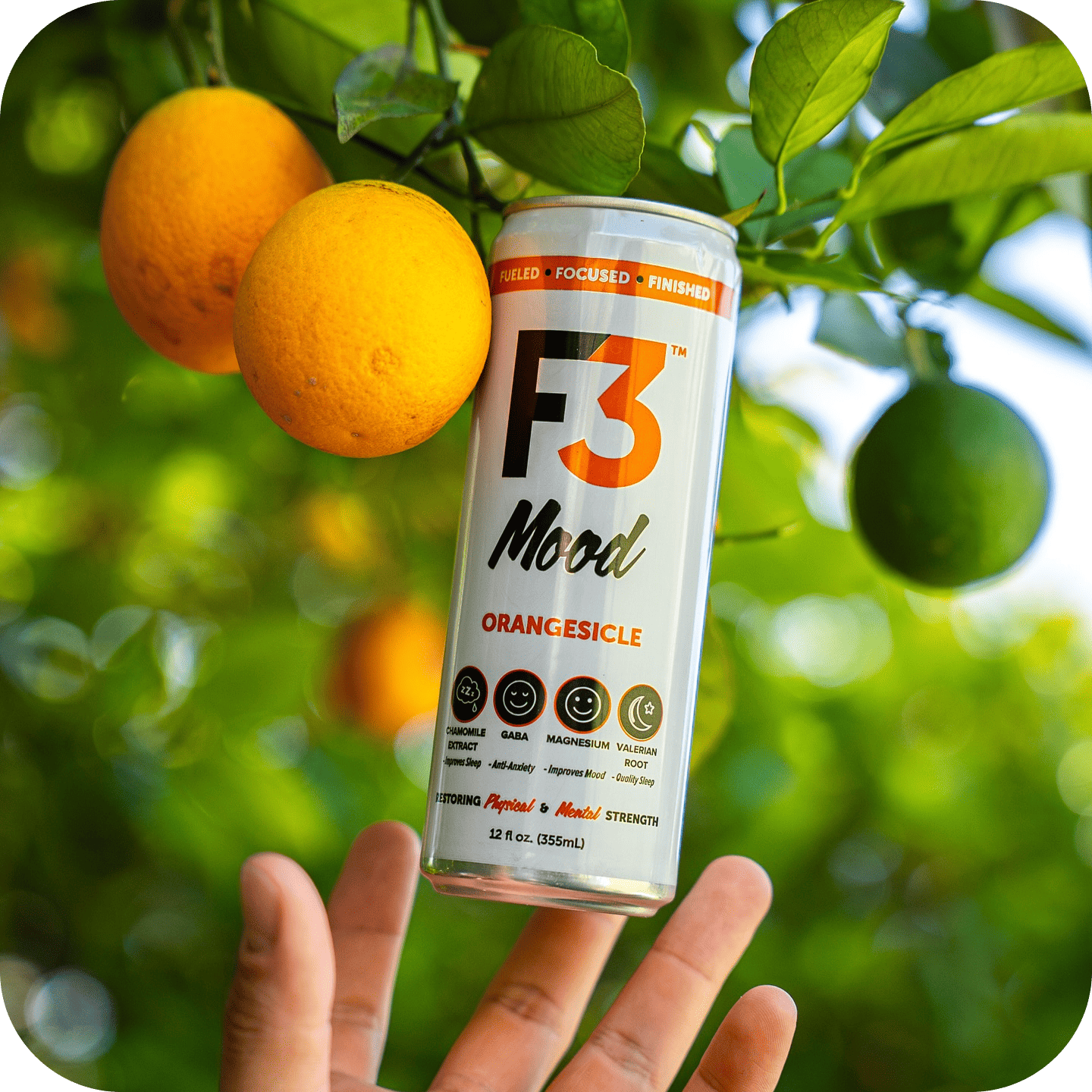 A single palm leaf in a clear glass of water on a white background.